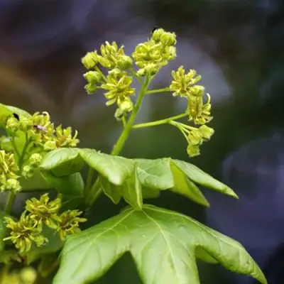 Клен полевой в Слуцке