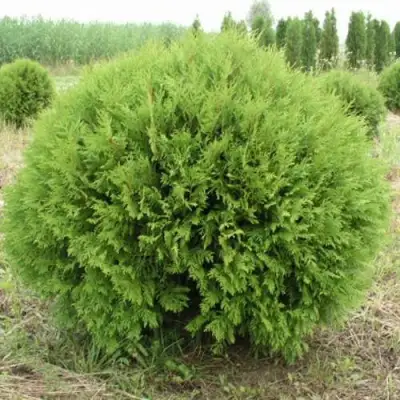 Туя ГЛОБОЗА западная в Слуцке