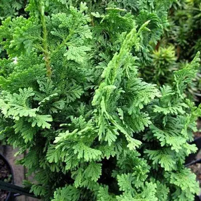 Туя ЗМАТЛИК западная в Слуцке