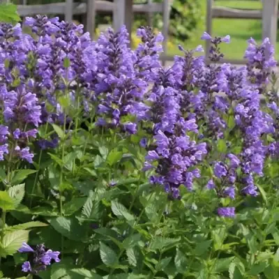 Котовник БЛЮ ДРИМС полусидячий в Слуцке