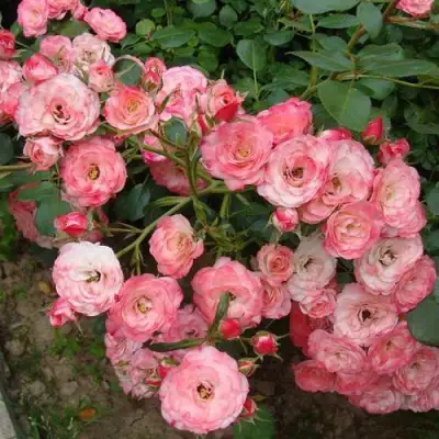 Роза ПАТ ДЕ ВЕЛЮР шраб в Слуцке