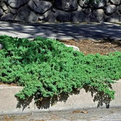 Можжевельник НАНА лежачий в Слуцке