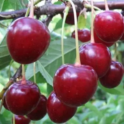 Вишня ТУРГЕНЕВКА в Слуцке