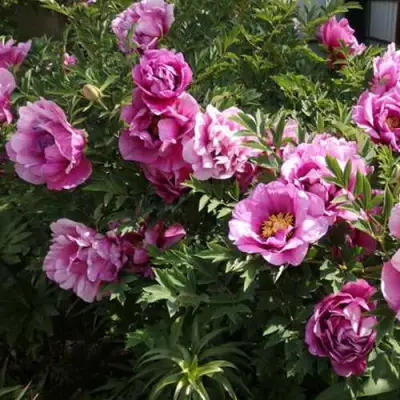 Пион ВРАТА ХРАМА древовидный  в Слуцке