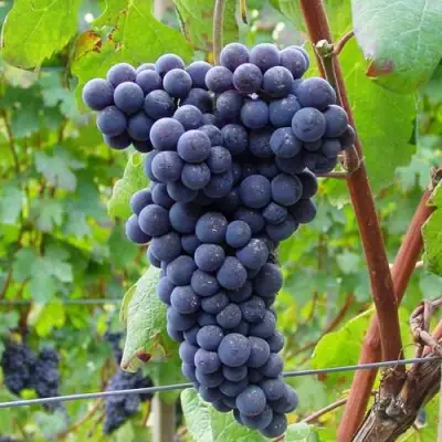 Виноград МУКУЗАНИ в Слуцке