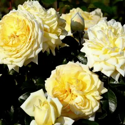 Роза НАДЯ МЕЙДИЛАНД почвопокровная в Слуцке