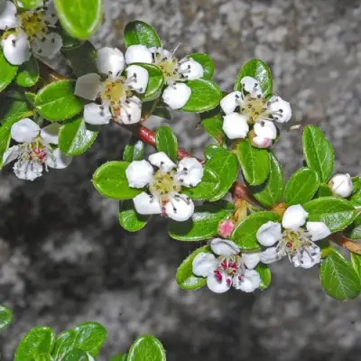 Кизильник ТАНГСТЕДТ горизонтальный  в Слуцке
