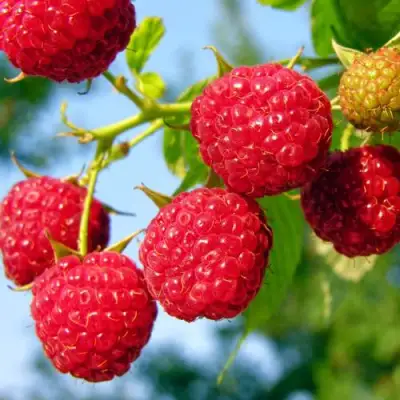 Малина МЕТЕОР в Слуцке