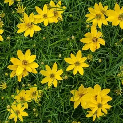 Кореопсис мутовчатый в Слуцке