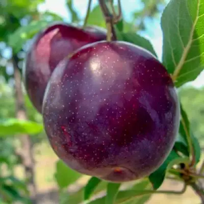 Слива АНЖЕЛИНО в Слуцке