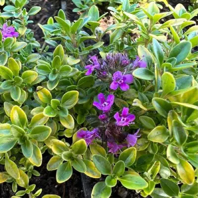 Тимьян АРЧЕРЗ ГОЛД в Слуцке