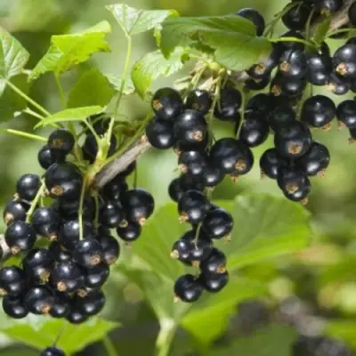 Смородина черная БЕН КОНАН в Слуцке