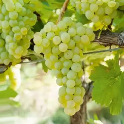 Виноград КИШМИШ МУСКАТНЫЙ в Слуцке