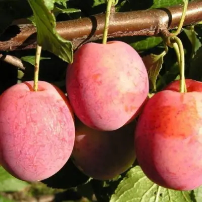 Слива ВИКТОРИЯ в Слуцке