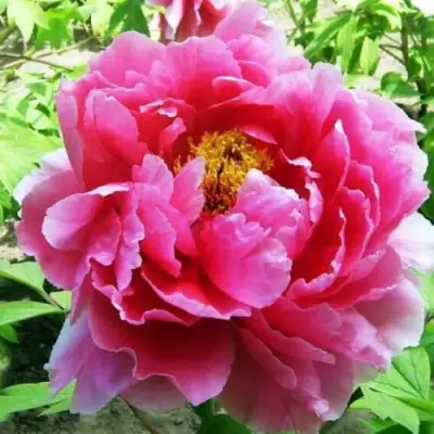 Пион ВОСХОД СОЛНЦА древовидный в Слуцке