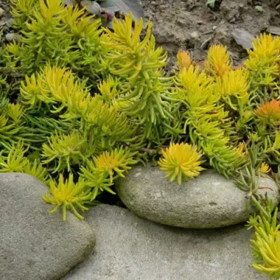 Очиток (седум) АНГЕЛИНА оттогнутый в Слуцке