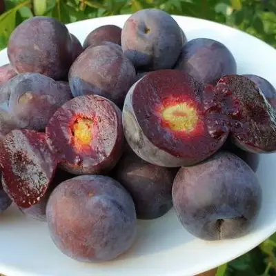 Сливово-вишневый гибрид МЕЙНОР в Слуцке