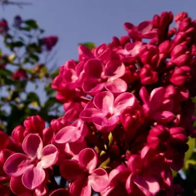 Сирень КРАСНАЯ МОСКВА в Слуцке