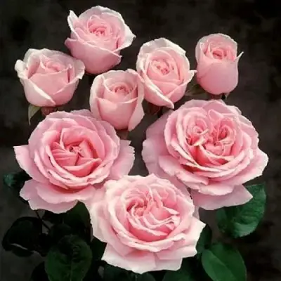 Роза ФРЕДЕРИК МИСТРАЛЬ чайно-гибридная в Слуцке