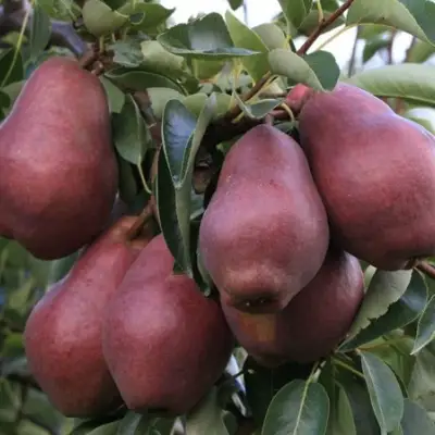 Груша РЕД ВИЛЬЯМС в Слуцке