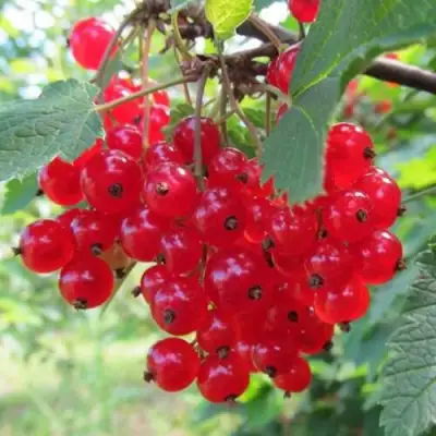 Смородина красная КРАСНАЯ АНДРЕЙЧЕНКО в Слуцке