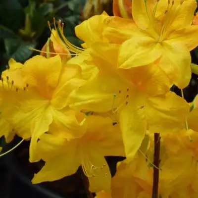 Азалия ЛИМЕТТА листопадная в Слуцке