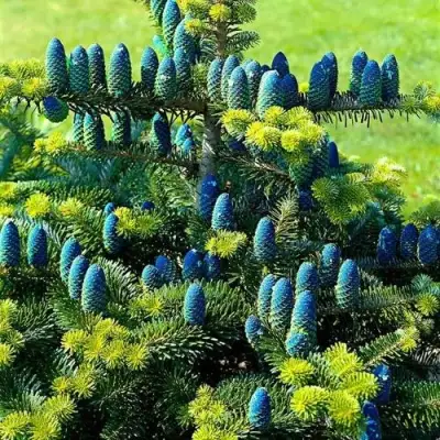 Пихта корейская  в Слуцке