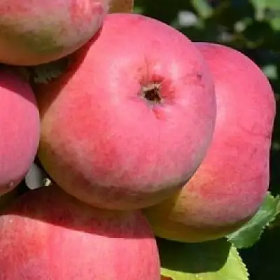 Яблоня ВЭМ-РОЗОВЫЙ в Слуцке