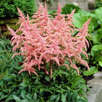 Астильба БРЕССИНГЕМ БЬЮТИ Арендса в Слуцке