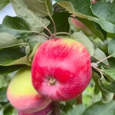 Яблоня АРБАТ колонновидная в Слуцке