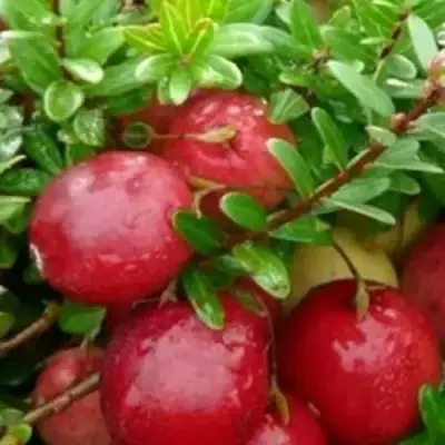 Клюква ХОЛЬШТАЙН в Слуцке