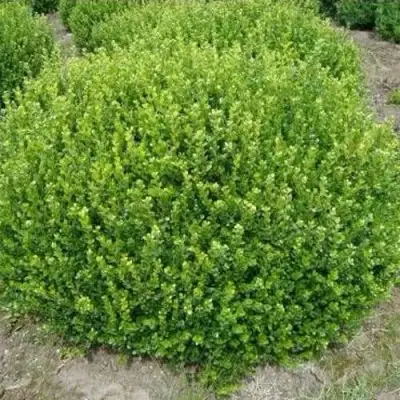 Самшит ФОЛКНЕР в Слуцке