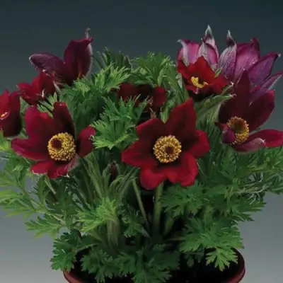 Прострел ПИНВИЛ РЕД ШЕЙДЕС в Слуцке