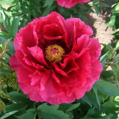 Пион КРАСНЫЙ ГИГАНТ древовидный в Слуцке