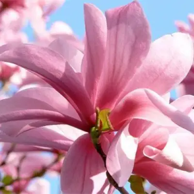 Магнолия ГАЛАКСИ в Слуцке