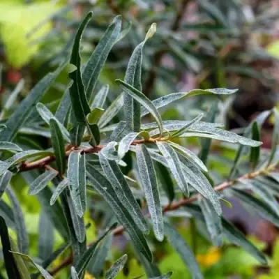 Облепиха АДАМ (МУЖСКАЯ) в Слуцке