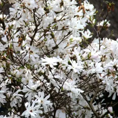 Магнолия СТЕЛЛАТА в Слуцке