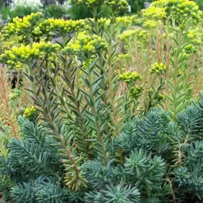 Очиток (седум) отогнутый в Слуцке