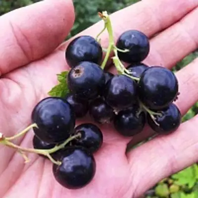 Смородина чёрная ГЕРКУЛЕС в Слуцке