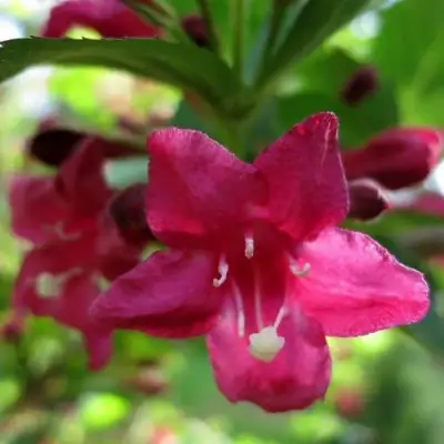 Вейгела БРИСТОЛЬ РУБИ в Слуцке