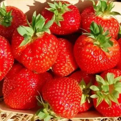 саженцы земляники Эльсанта