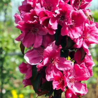 Яблоня МАЛИНОВОЕ ОЖЕРЕЛЬЕ колонновидная в Слуцке