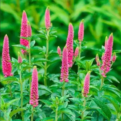 Вероника РОНИКА ФУКСИЯ в Слуцке