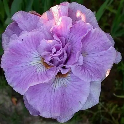 Ирис ИМПЕРИАЛ ОПАЛ сибирский в Слуцке