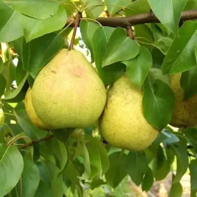 Груша ВЕЛИКАЯ ЛЕТНЯЯ (БОЛЬШАЯ ЛЕТНЯЯ) в Слуцке