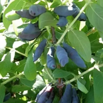 Жимолость съедобная НИМФА (ГАММА) в Слуцке