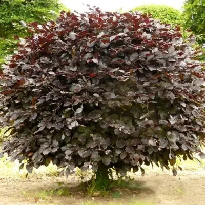 Бук лесной АТРОПУНИЦЕА в Слуцке