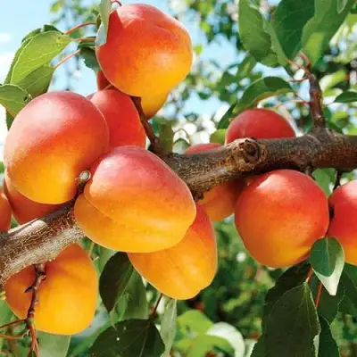 Абрикос ТРИУМФ СЕВЕРНЫЙ в Слуцке