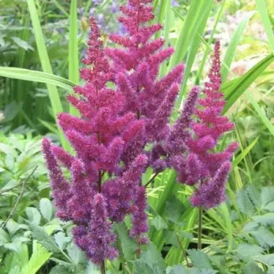 Астильба КАРАОКЕ ПАРТИ китайская в Слуцке