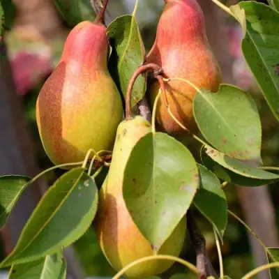 Груша РУССКАЯ КРАСАВИЦА (КРАСАВИЦА ЧЕРНЕНКО) в Слуцке